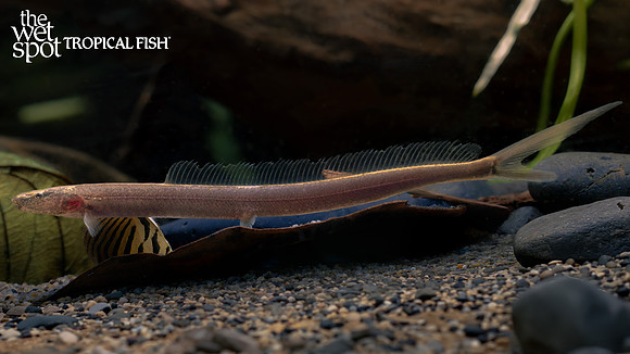 Vaillantella maassi "Forktail Loach"