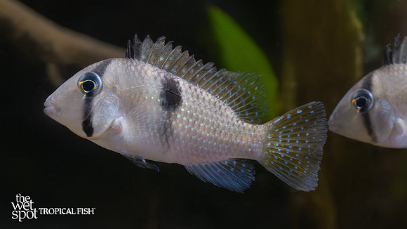 Guianacara geayi