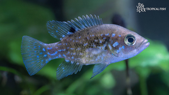 Paratilapia polleni"Small Spot Starry Night Cichlid"