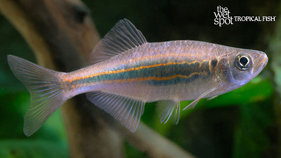 Devario regina "Queen Danio"