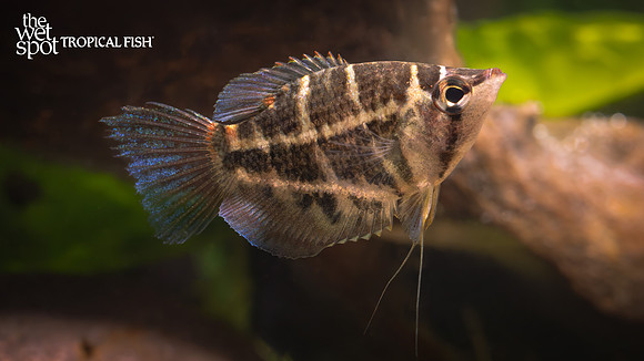 Sphaerichthys selatanensis "Cross Barred Chocolate Gourami"