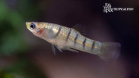 Limia islai "Tiger Limia"