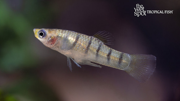Limia islai "Tiger Limia"