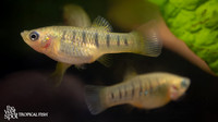 Limia nigrofasciata "Black Striped Limia"