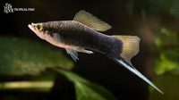 Swordtails