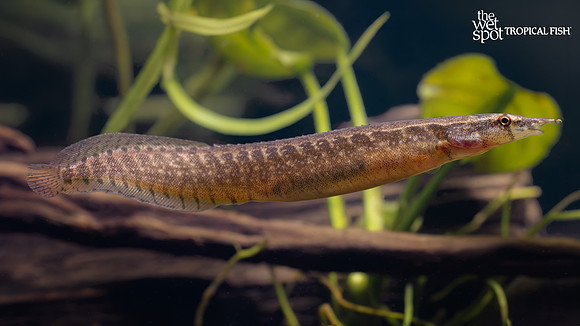 Macrognathus maculatus "Buff Back Eel"