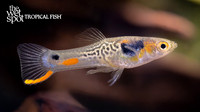 Poecilia cf. wingei"Cumana No. 113 Endler's Livebearer"