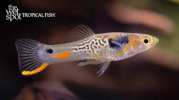 Poecilia cf. wingei"Cumana No. 113 Endler's Livebearer"