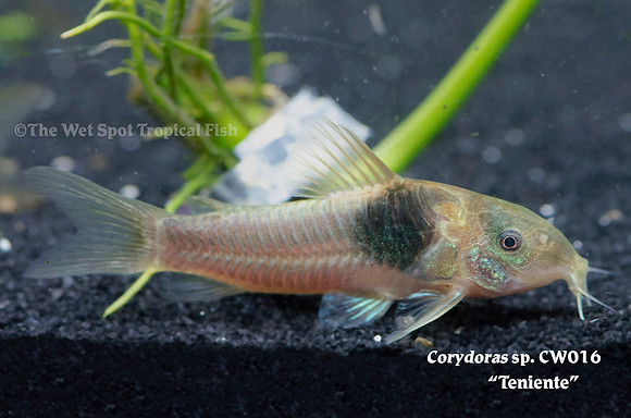 Corydoras sp. CW016 - Teniente Cory/Lieutenant Cory