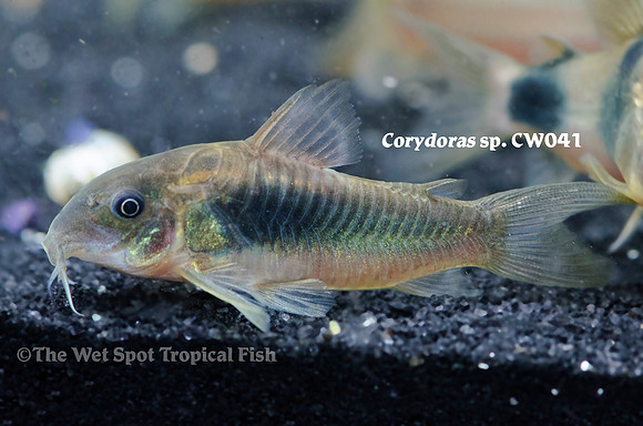 Corydoras sp. CW041