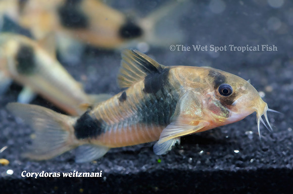 Corydoras weitzmani - Two Saddle Cory