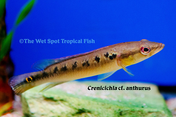 Crenicichla cf. anthurus "Rio Meta"