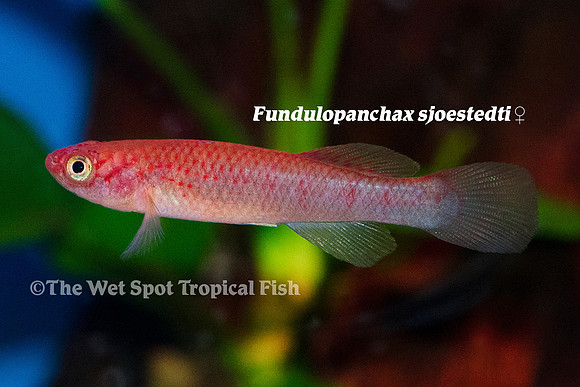 Dwarf Red Gularis ♀ - Fundulopanchax sjoestedti
