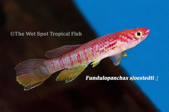 Dwarf Red Gularis ♂ - Fundulopanchax sjoestedti