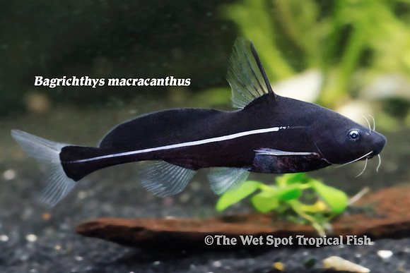 Black Lancer Cat - Bagrichthys macracanthus