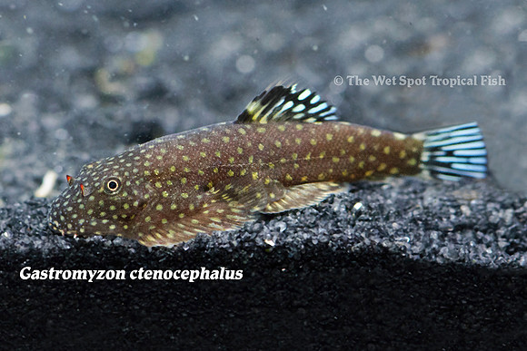 Gastromyzon sp. - Borneo Sucker Loach