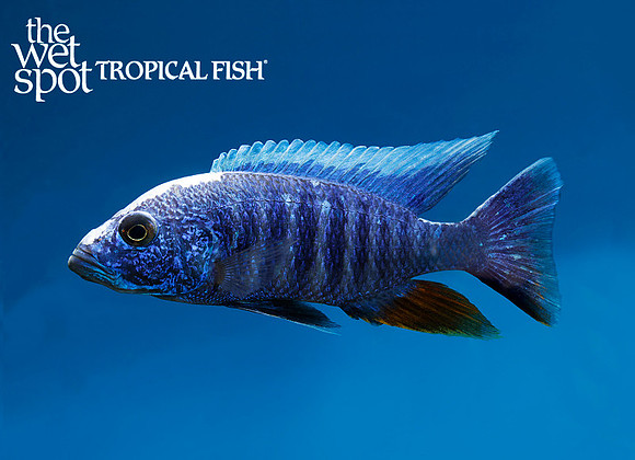 Sciaenochromis fryeri "Electric Blue"