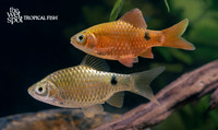 Pethia conchonius "Red Neon Rosy Barb"