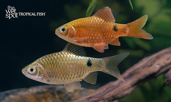 Pethia conchonius "Red Neon Rosy Barb"