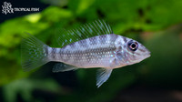 Satanoperca mapiritensis