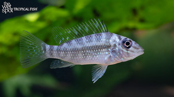 Satanoperca mapiritensis