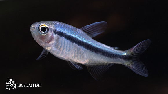 Hyphessobrycon cyanotaenia "Lapis Tetra"