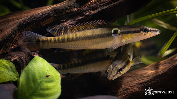 Crenicichla zebrina  "Zebra Pike" "Colombia"