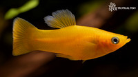 Poecilia sphenops  "Calico Molly"