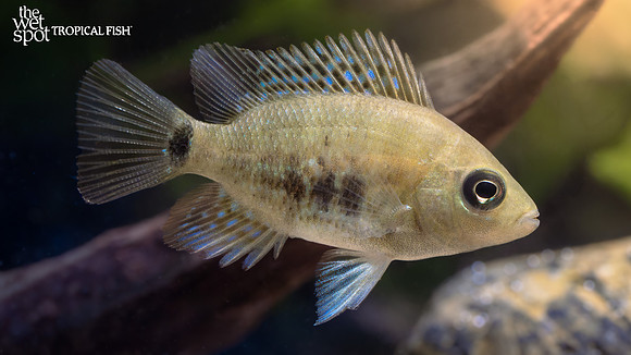 Cincelichthys pearsei "Pantano Cichlid"