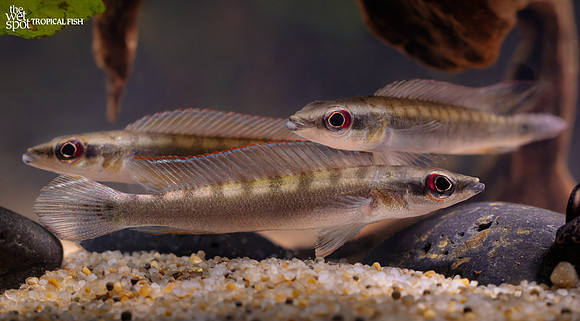 Crenicichla sp. aff. wallacei  "Dwarf Pike" "Colombia"