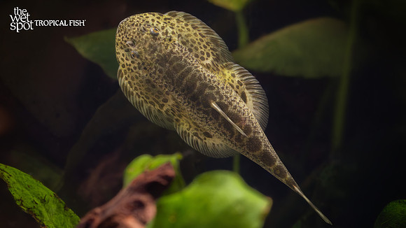 Metahomaloptera omeiensis "Hanshu Lizard Hillstream Loach"