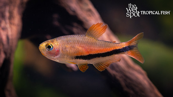 Inpaichthys luizae "Black Arrow Tetra"