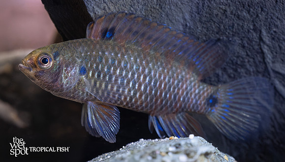 Badis badis "Blue Chameleon Badis"