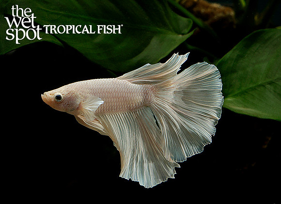 White Opaque Half Moon Betta