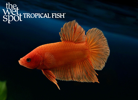 Super Orange Plakat Betta
