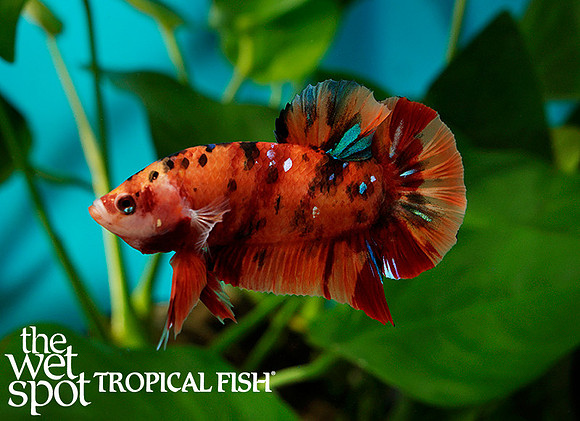 Candy Plaket betta