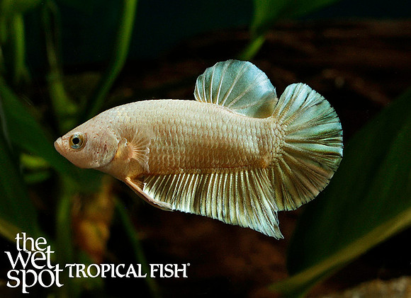 Gold Yellow Plakat Betta