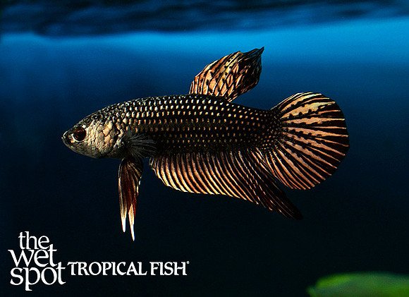 Alien Copper Violet Betta