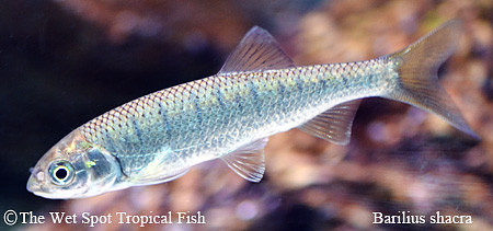 Barilius shacra - Thousand Spotted Barilius