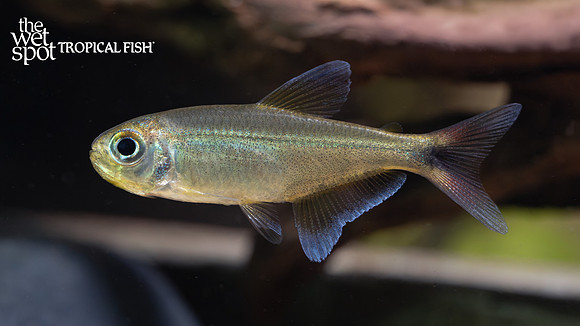 Hemigrammus sp. "Jalapão Red Tail Tetra"
