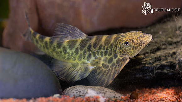Sinogastromyzon szechuanensis "Giant Szechuan Hillstream Loach"