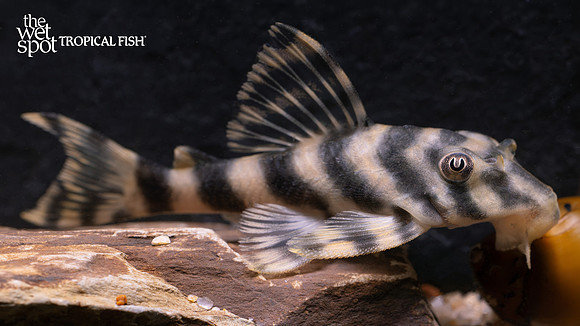 Peckoltia vittata "L015" "Tiger Peckoltia"