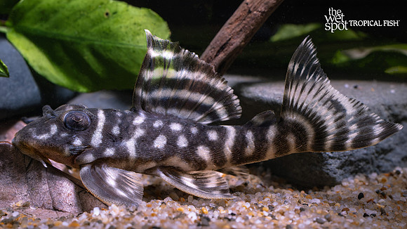 Hypancistrus seideli "L333" "Black & White Tiger Pleco"