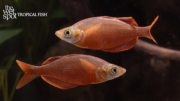 Glossolepis pseudoincisus "Millennium Rainbow"