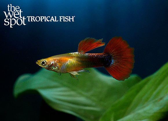 Black Flamingo Guppy ♂ - Poecilia reticulata