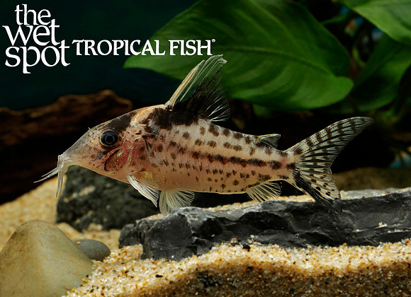 Corydoras robustus