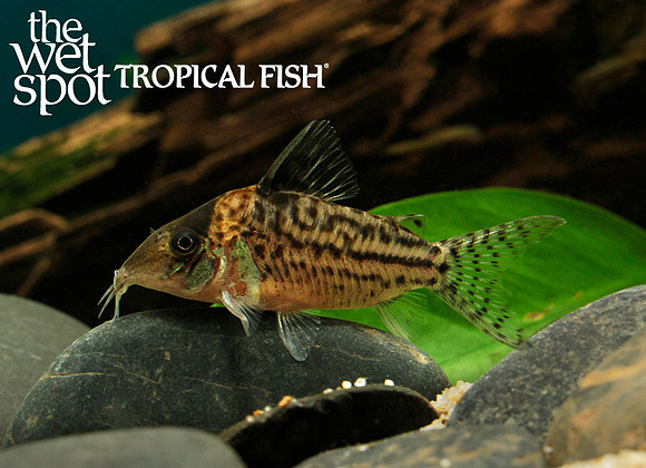 Corydoras incolicana