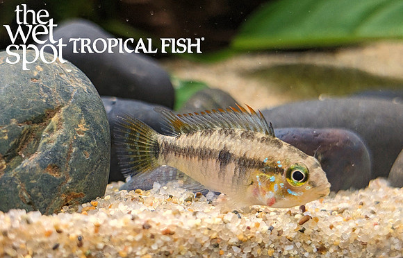Apistogramma sp. "D39"