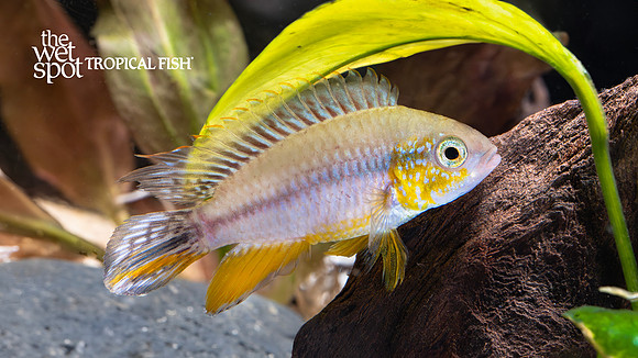 Apistogramma cf. agassizii "Tefe Pearl Blue"
