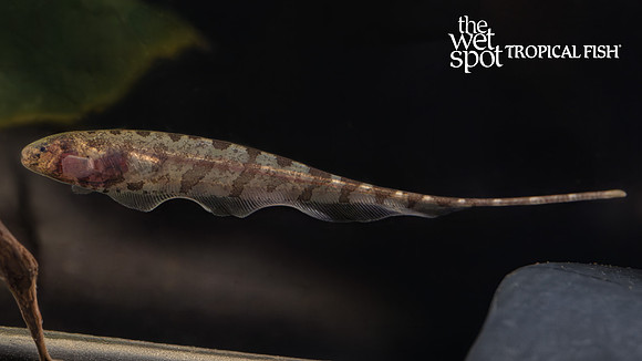 Hypopygus cf. lepturus  "Dwarf Centipede Knife"